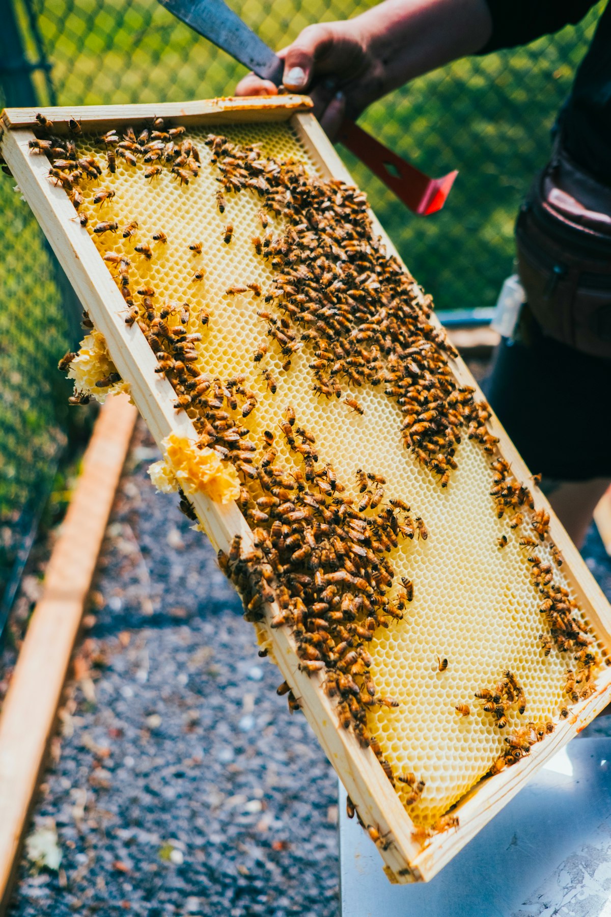 Honeybees gathered across the golden cells of a hive
